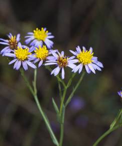 Fotografia da espécie Galatella sedifolia