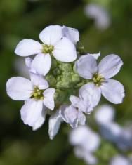 Fotografia da espécie Cakile maritima subesp. maritima