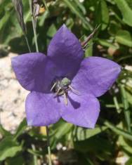 Fotografia da espécie Campanula herminii