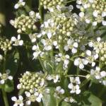 Fotografia 5 da espécie Cardaria draba subesp. draba do Jardim Botânico UTAD