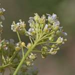 Fotografia 6 da espécie Cardaria draba subesp. draba do Jardim Botânico UTAD