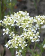 Fotografia da espécie Cardaria draba subesp. draba