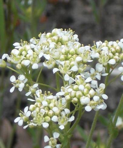 Fotografia de capa Cardaria draba subesp. draba - do Jardim Botânico