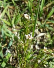 Fotografia da espécie Cardamine parviflora