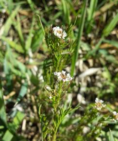 Fotografia da espécie Cardamine parviflora