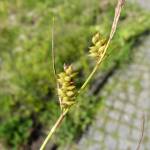 Fotografia 2 da espécie Carex punctata do Jardim Botânico UTAD