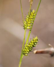 Fotografia da espécie Carex punctata