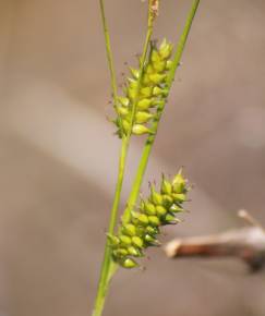 Fotografia da espécie Carex punctata