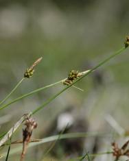 Fotografia da espécie Carex pilulifera subesp. pilulifera