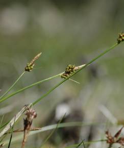 Fotografia da espécie Carex pilulifera
