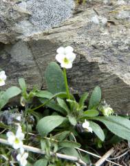 Viola parvula