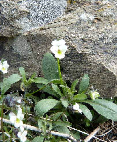 Fotografia de capa Viola parvula - do Jardim Botânico