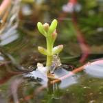 Fotografia 3 da espécie Crassula vaillantii do Jardim Botânico UTAD