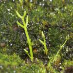 Fotografia 8 da espécie Crassula vaillantii do Jardim Botânico UTAD