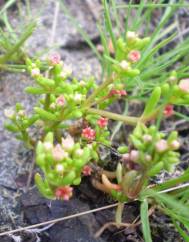 Crassula vaillantii