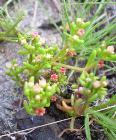 Fotografia de capa Crassula vaillantii - do Jardim Botânico