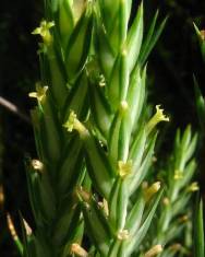 Fotografia da espécie Crucianella angustifolia