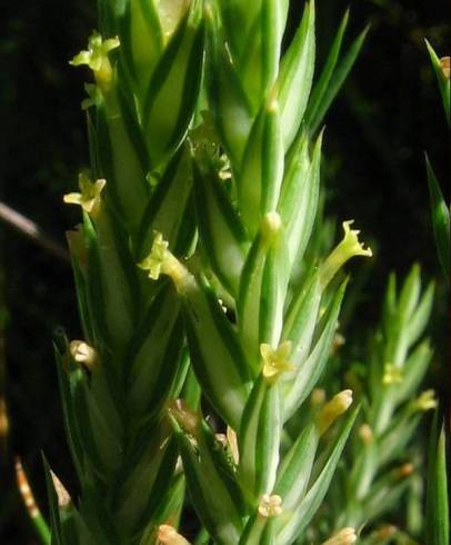 Fotografia de capa Crucianella angustifolia - do Jardim Botânico