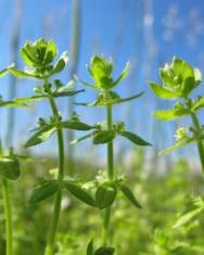 Fotografia da espécie Cruciata pedemontana