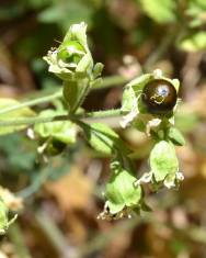 Fotografia da espécie Silene baccifera