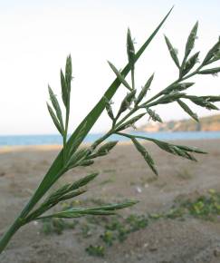 Fotografia da espécie Cutandia maritima