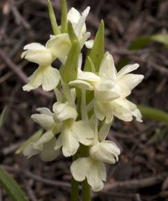 Fotografia da espécie Dactylorhiza romana