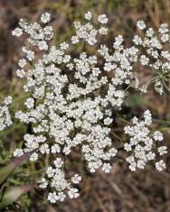 Fotografia da espécie Daucus crinitus