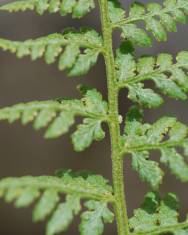 Fotografia da espécie Cystopteris dickieana