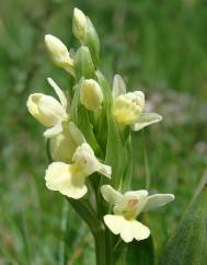 Dactylorhiza insularis