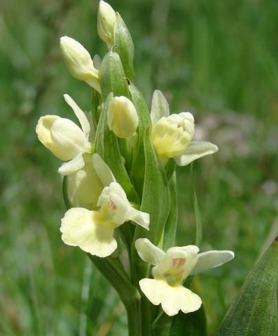 Fotografia de capa Dactylorhiza insularis - do Jardim Botânico