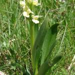 Fotografia 11 da espécie Dactylorhiza insularis do Jardim Botânico UTAD