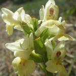 Fotografia 14 da espécie Dactylorhiza insularis do Jardim Botânico UTAD