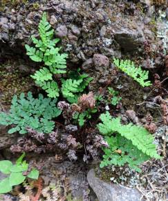 Fotografia da espécie Cheilanthes guanchica