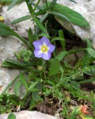 Fotografia da espécie Convolvulus siculus