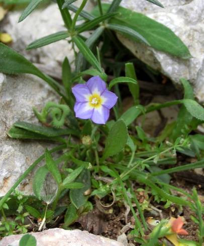 Fotografia de capa Convolvulus siculus - do Jardim Botânico