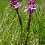 Fotografia 4 da espécie Dactylorhiza caramulensis do Jardim Botânico UTAD