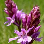 Fotografia 5 da espécie Dactylorhiza caramulensis do Jardim Botânico UTAD