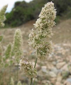 Fotografia da espécie Dactylis glomerata