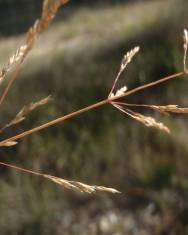 Fotografia da espécie Deschampsia media