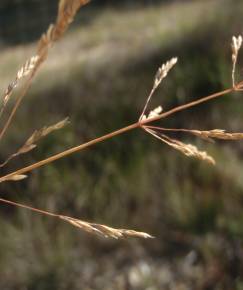 Fotografia da espécie Deschampsia media