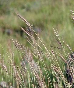 Fotografia da espécie Dichanthium ischaemum