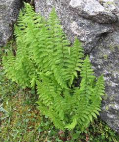 Fotografia da espécie Dryopteris oreades