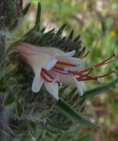 Fotografia da espécie Echium boissieri