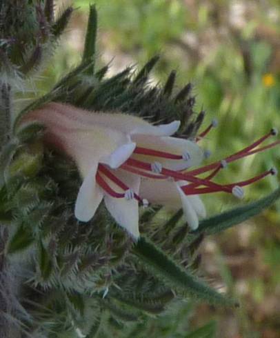 Fotografia de capa Echium boissieri - do Jardim Botânico