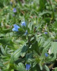 Fotografia da espécie Echium parviflorum