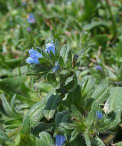 Fotografia da espécie Echium parviflorum