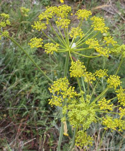 Fotografia de capa Elaeoselinum foetidum - do Jardim Botânico