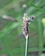 Fotografia da espécie Eleocharis multicaulis