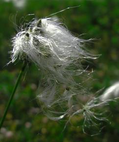 Fotografia da espécie Eriophorum alpinum