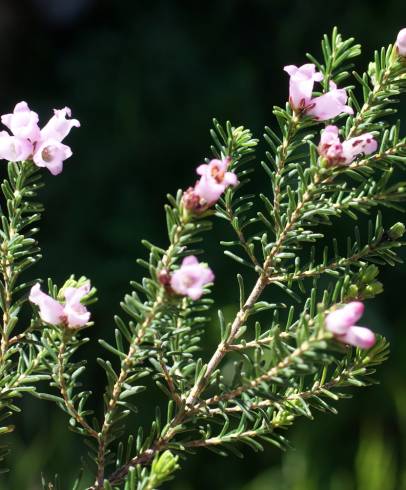 Fotografia de capa Erica erigena - do Jardim Botânico